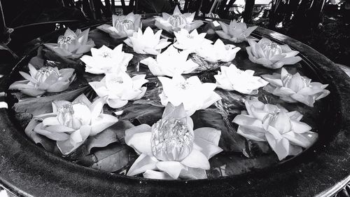 High angle view of white flowering plants