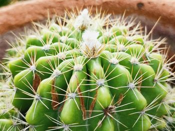 Close-up of succulent plant