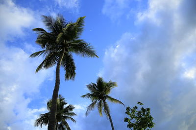 Low angle view of palm tree against sky
