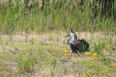 High angle view of gray heron on field