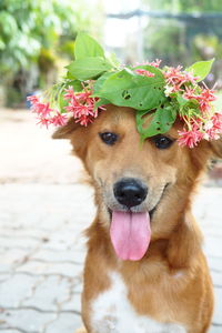 Close-up portrait of dog with flower head