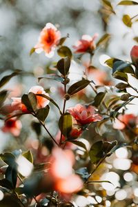 Close-up of flowering plant