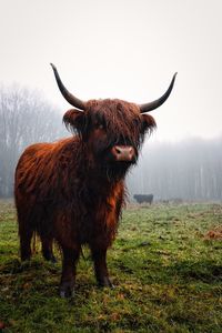 Horse standing in a field