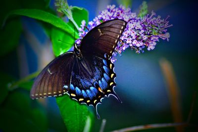 Close-up of butterfly pollinating on purple flower