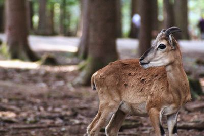 Deer in a forest