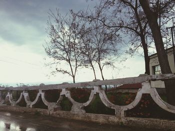 Bare trees against the sky