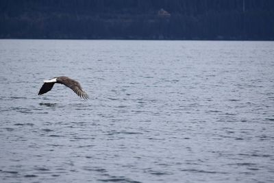 Bird flying over sea