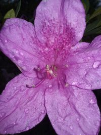 Close-up of water drops on pink flower