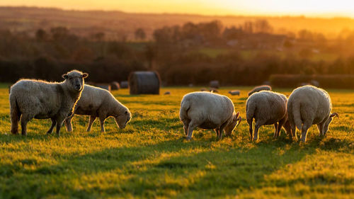 Sheep grazing in a field