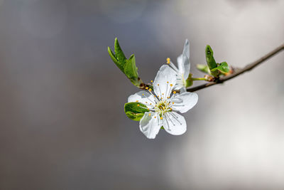 Close-up of white flowers