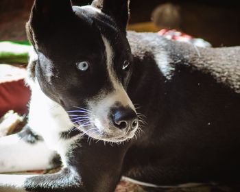 Close-up portrait of dog