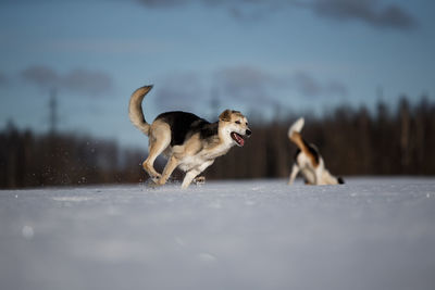 Dogs on snow covered land