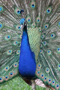 Close-up of peacock