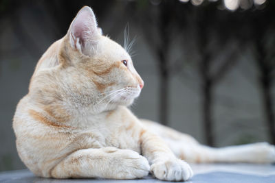 Close-up of a cat looking away