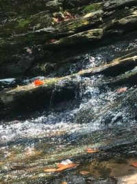 Scenic view of waterfall