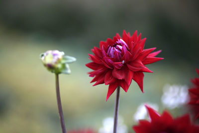 Close-up of red flowering plant