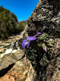 Close-up of purple flower against blue sky