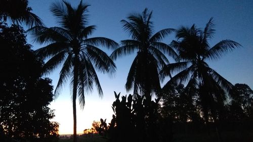 Low angle view of silhouette palm trees against sky