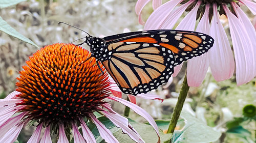 Close-up of butterfly pollinating on flower