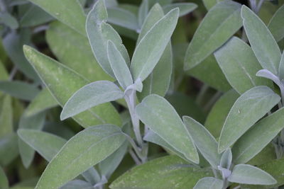 Close-up of wet plant leaves