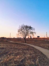 Bare trees on landscape against clear blue sky