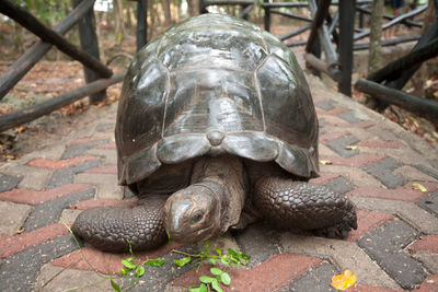 Close-up of turtle on footpath