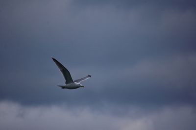 Seagull on the cloudy sky background