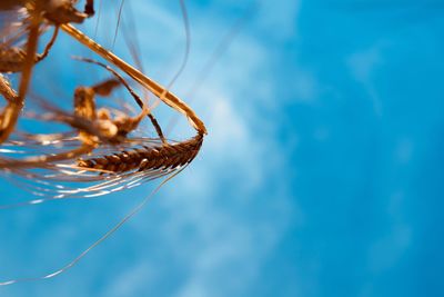 Low angle view of plant against blue sky