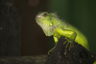 Close-up of lizard