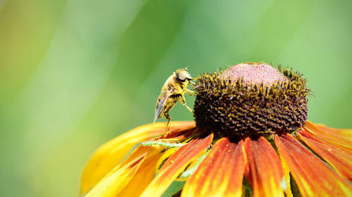 Close-up of insect on flower