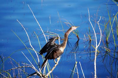 Bird perching on blue lake