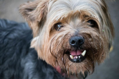 Close-up portrait of a dog