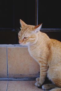 Close-up of cat sitting on floor