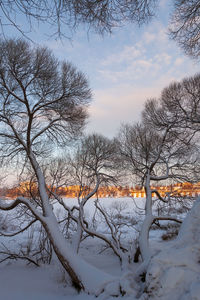 Bare trees against sky during winter