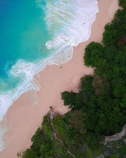 High angle view of plant on beach