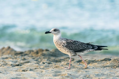 Close-up of seagull perching on a land