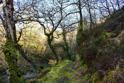 Bare trees in forest