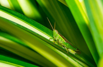 Close-up of insect on leaf