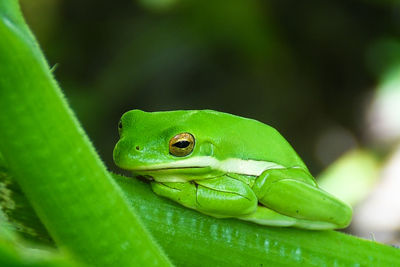 Close-up of green frog on plant