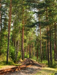 Dirt road amidst trees in forest