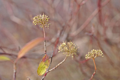 Close-up of flowering plant against blurred background