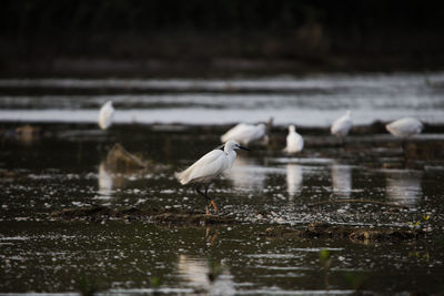 Seagulls on a lake