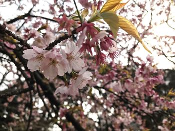 Low angle view of apple blossoms in spring