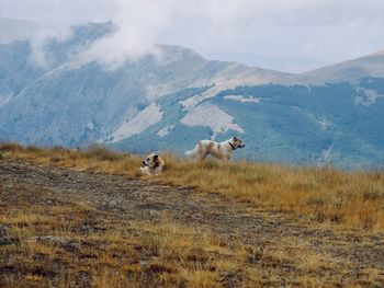 Dogs on field against sky