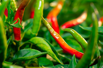 Close-up of red chili peppers on plant