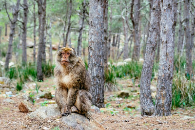 Macaque between trees near nador, morcco.