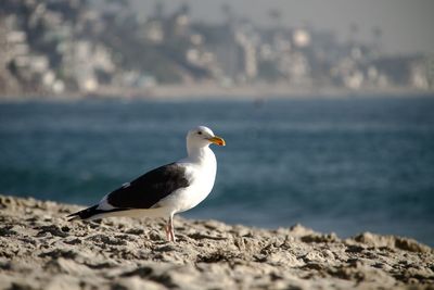 Seagull perching on beach against sky