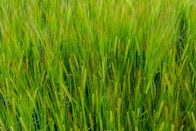 Full frame shot of rice field