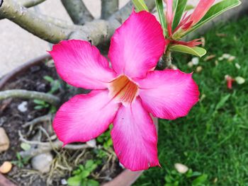 High angle view of pink day lily blooming outdoors