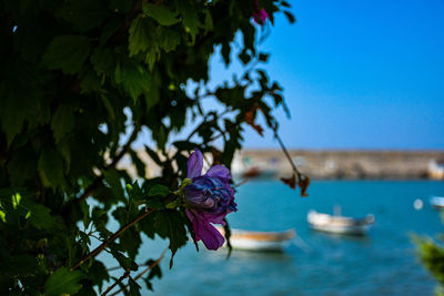 Close-up of purple flowering plant against blue sky
